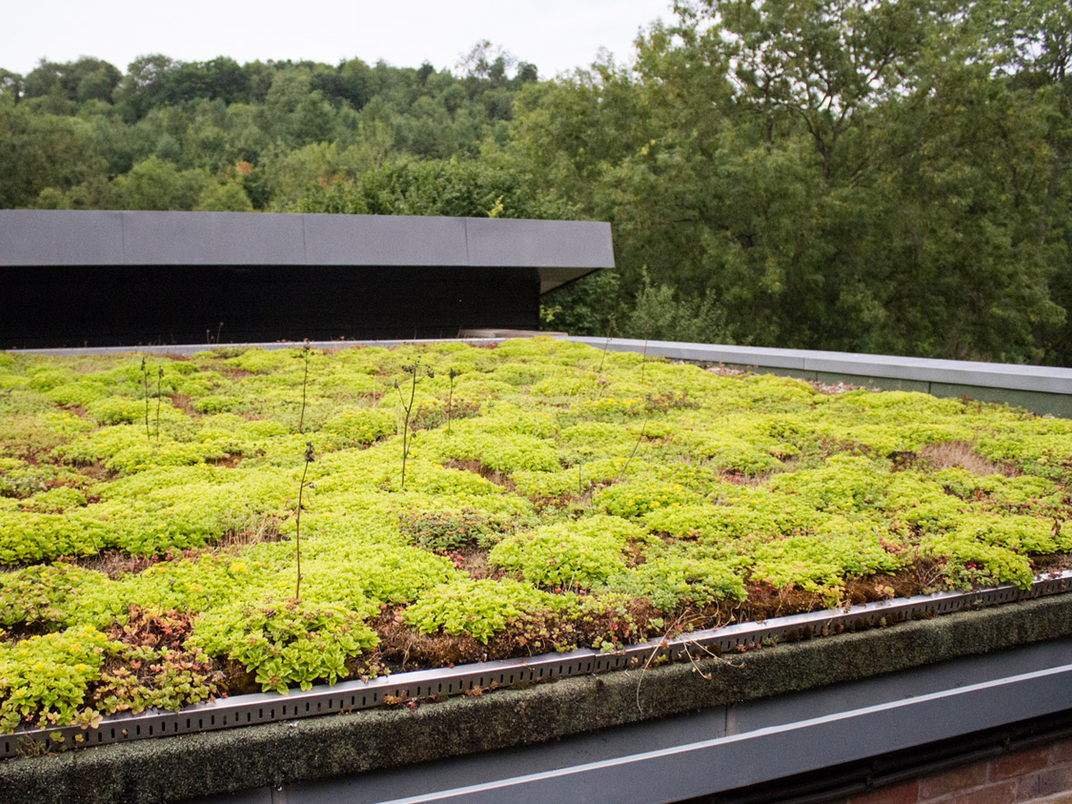 microscopisch Grap Joseph Banks De grote voordelen van een groen dak - Heemstede Duurzaam